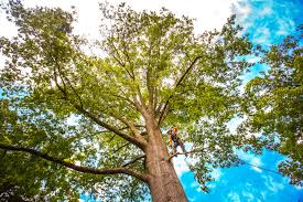 Whitestown, IN Tree Removal Company