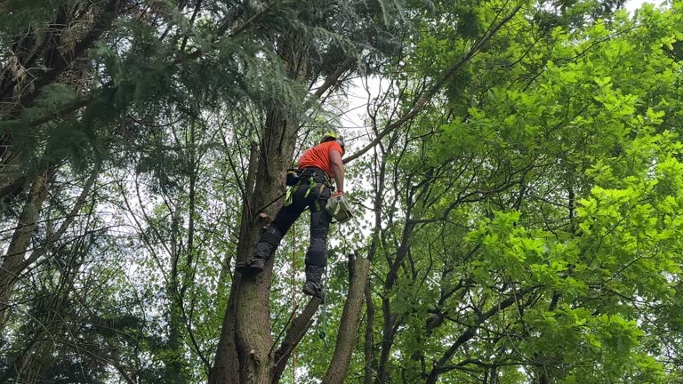 Mulching Services in Whitestown, IN